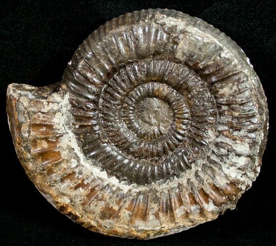 Pyritized Dactylioceras Ammonite - UK #10547